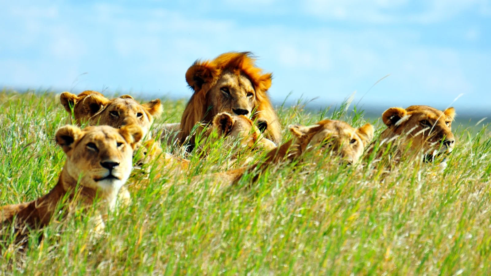 Serengeti Green Soul - Tanzania, Serengeti National Park