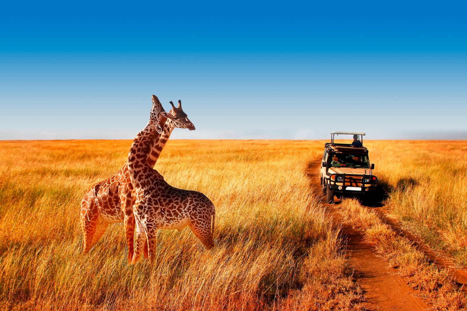 Serengeti Green Soul - Serengeti National Park