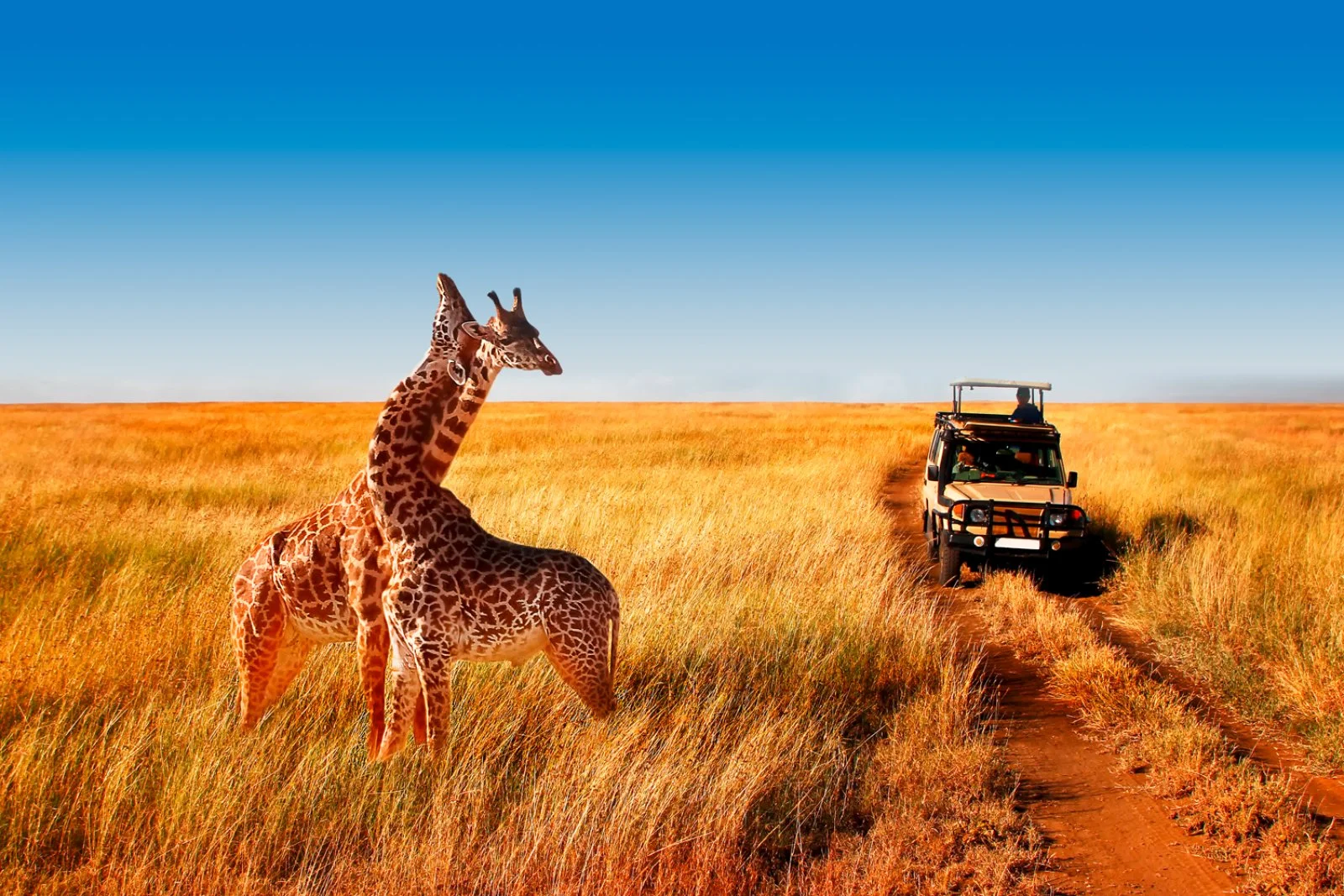Serengeti Green Soul - Serengeti National Park Serengeti Green Soul - Serengeti National Park