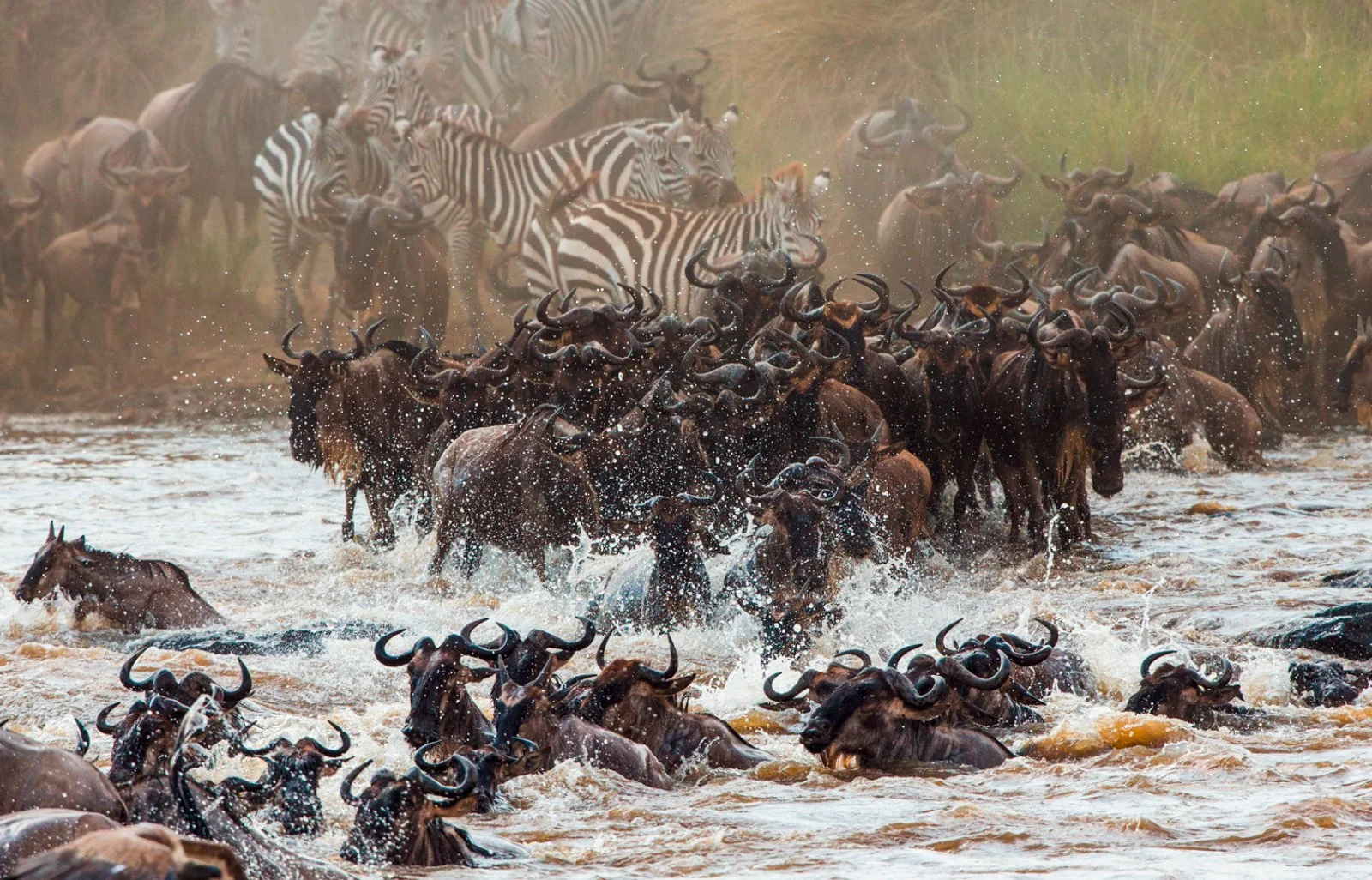 Serengeti Green Soul - Fiume Mara, Migrazione Di Gnu