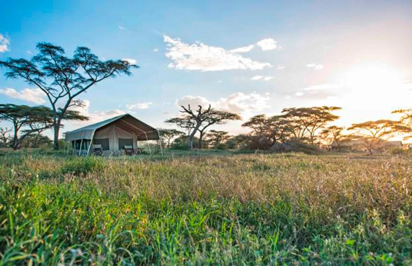 Serengeti Green Soul 