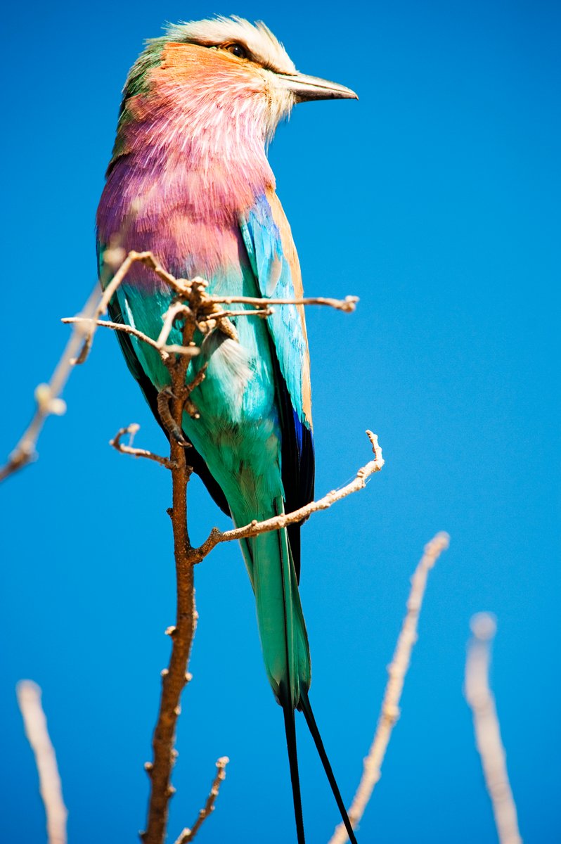 Chobe Marina Lodge - 2 Notti - Botswana, Chobe National Park