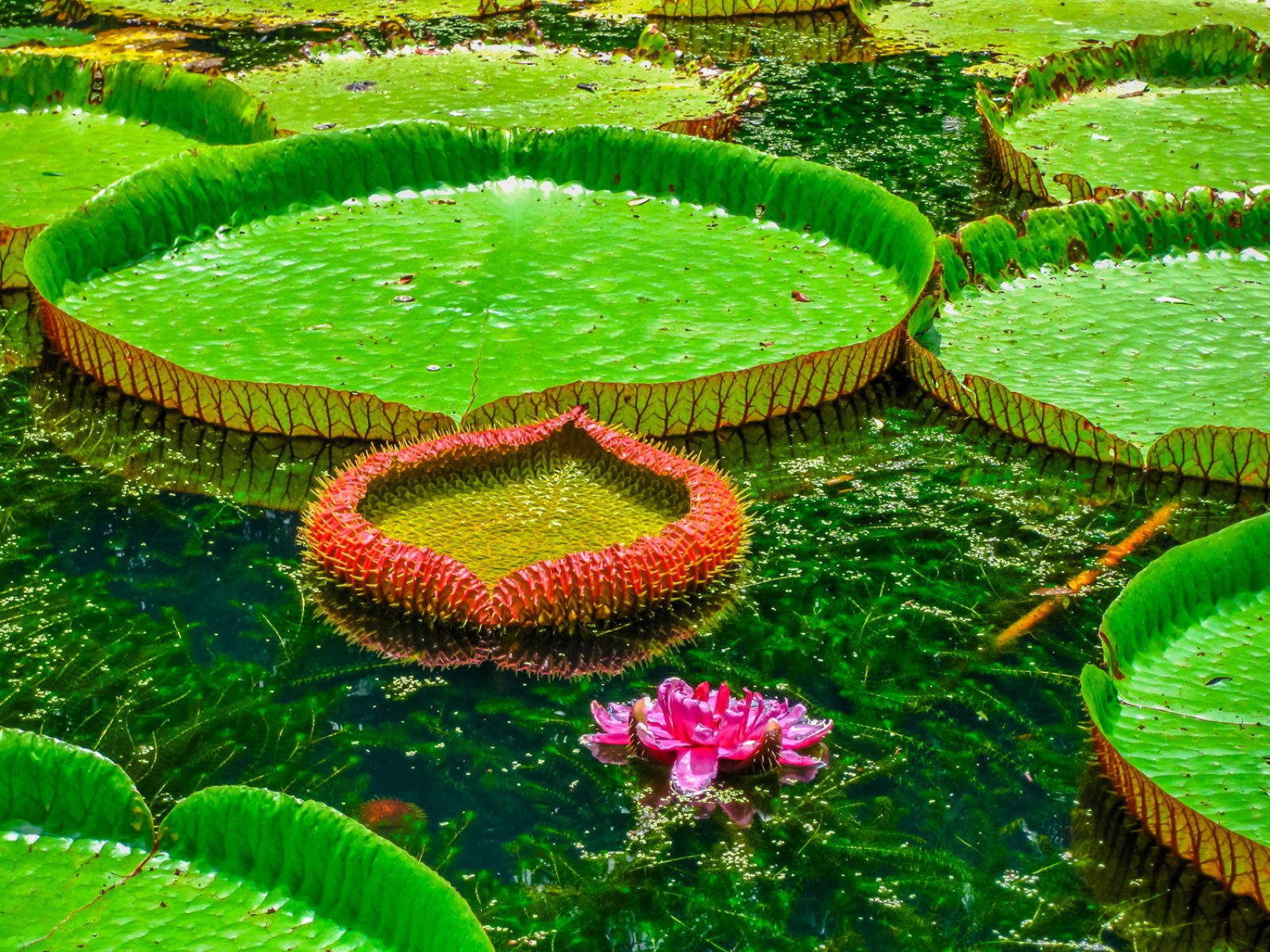 Seychelles & Mauritius (Tt) - Giardino Botanico Pamplemousses