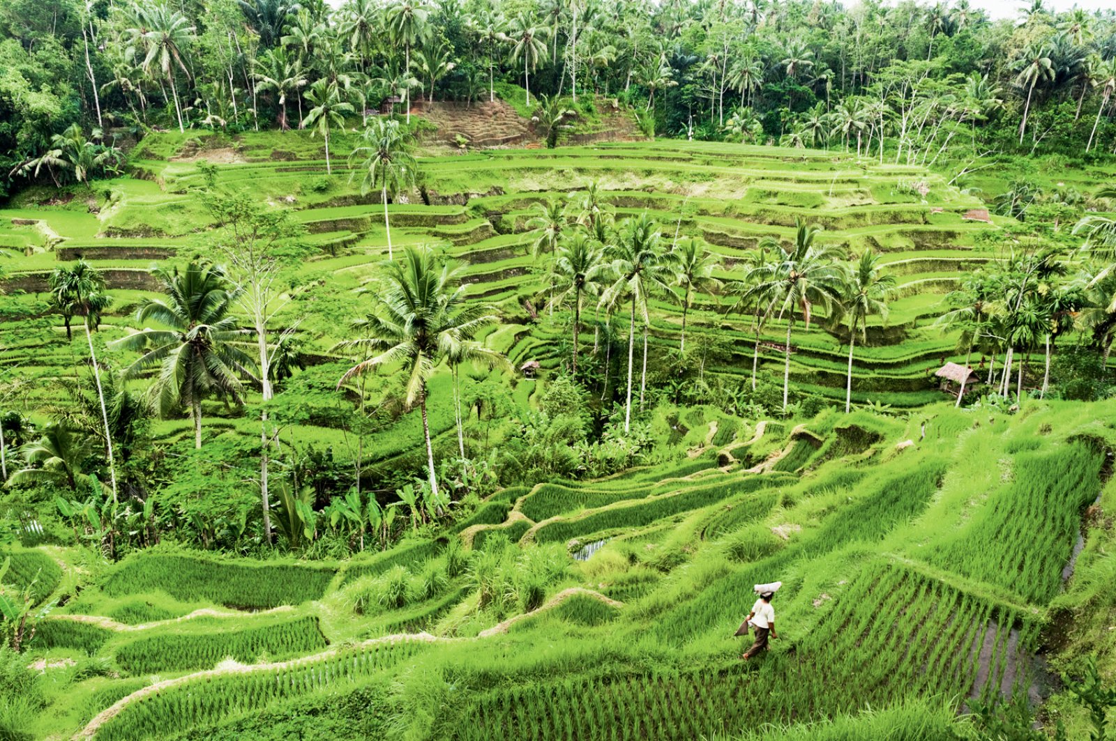 Ubud, Lombok E Mare 