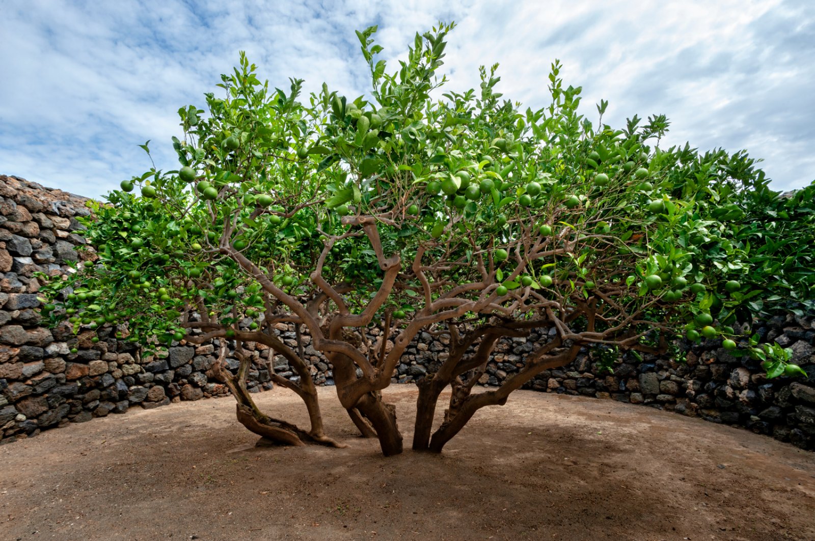 Tour Vendemmia A Pantelleria 