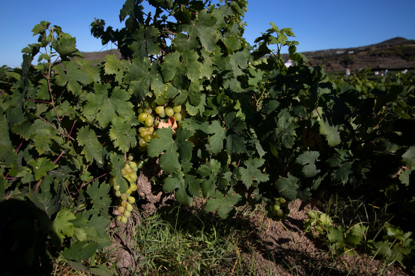 Tour Vendemmia A Pantelleria 