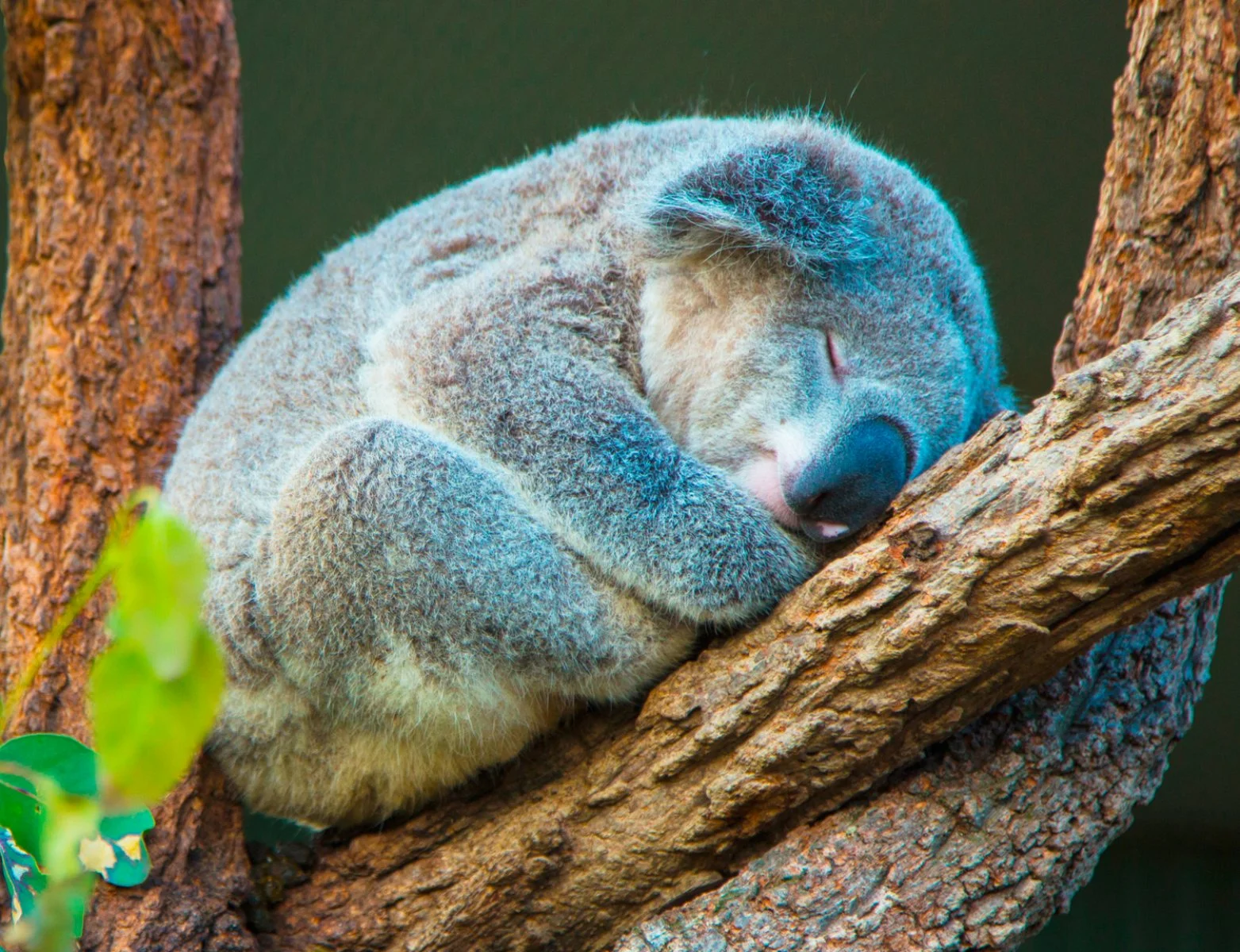 Kangaroo Island Adventure 