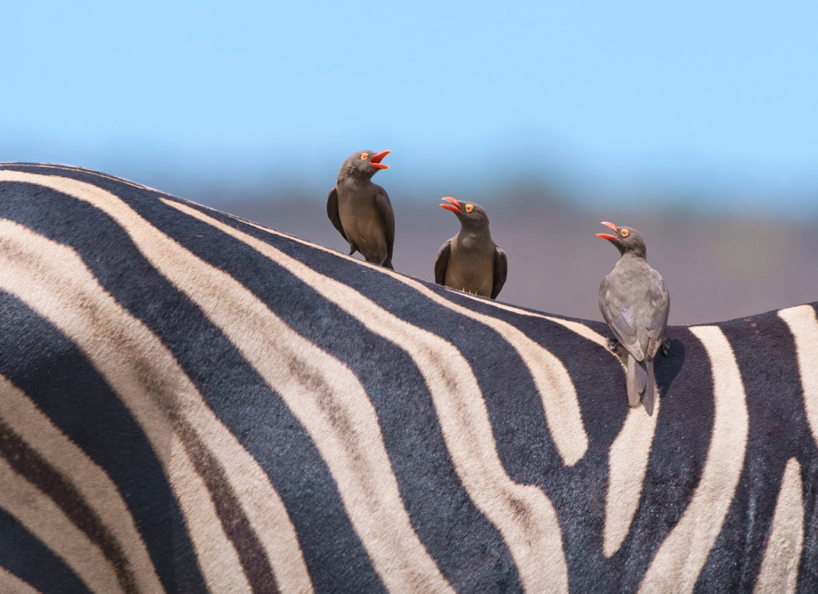 Voyager South Africa Bis - Kruger National Park