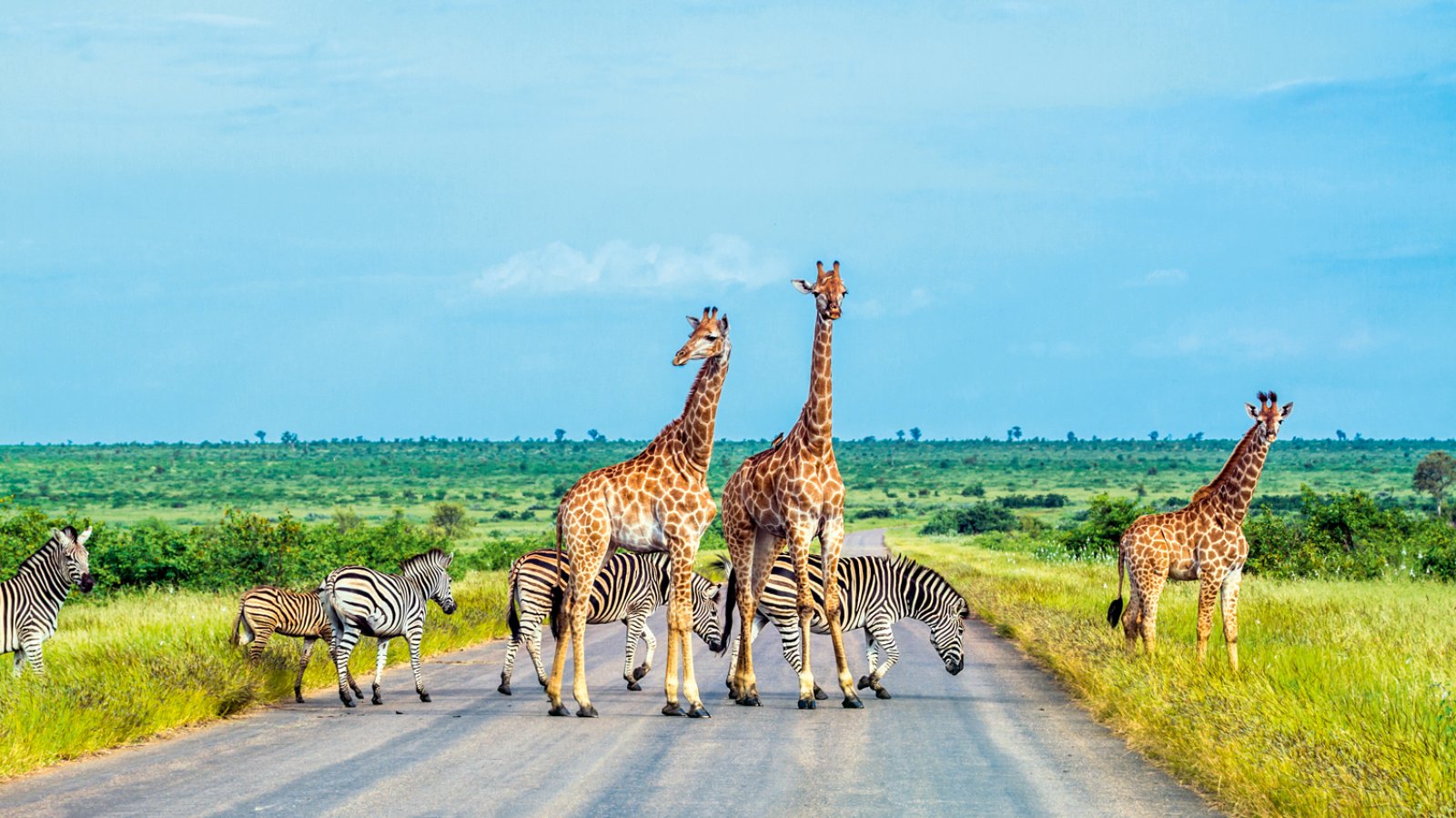 Voyager South Africa Bis - Kruger National Park