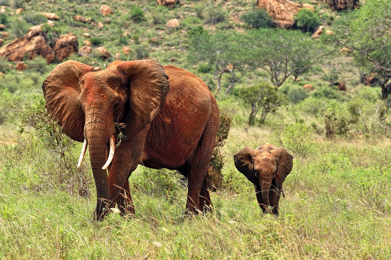 Safari Br Esplora Tsavo Ovest Amboseli Taita Hills 