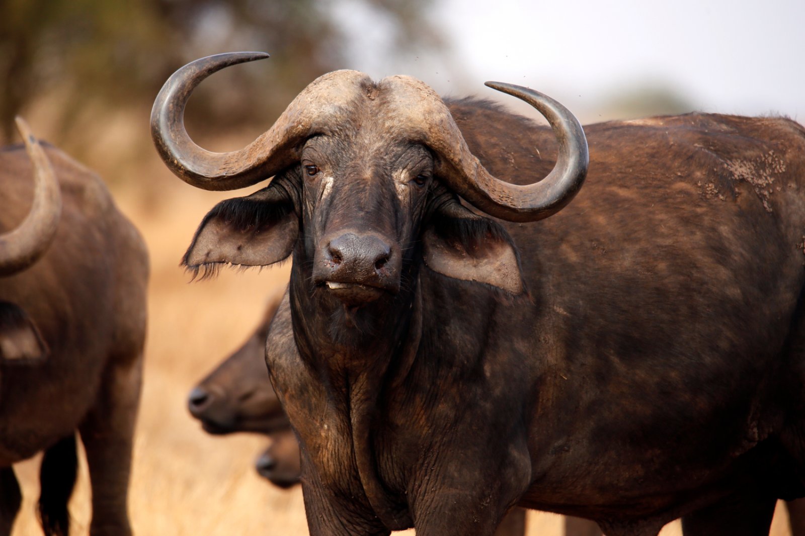 Safari Br Esplora Tsavo Ovest Amboseli Taita Hills 