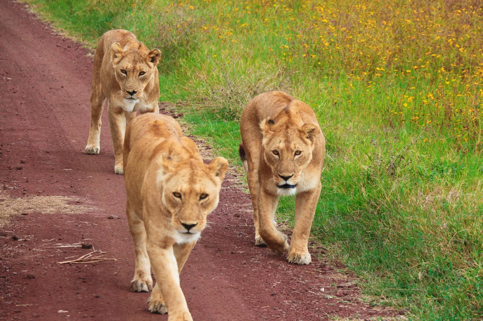 Tour Taita Hills & Tsavo Est 