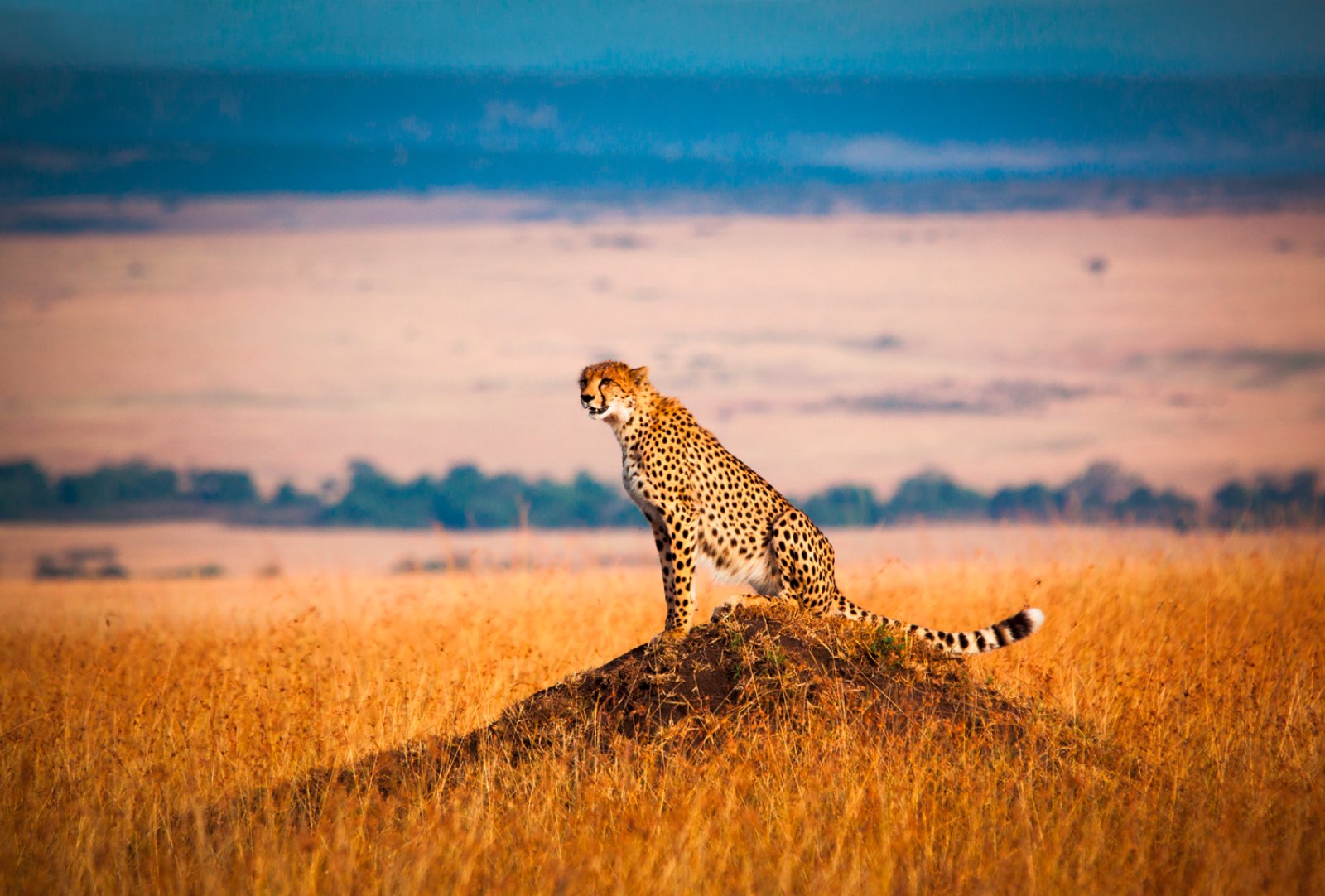 Safari Bravo Esplora Taita Hills E Tsavo Est 