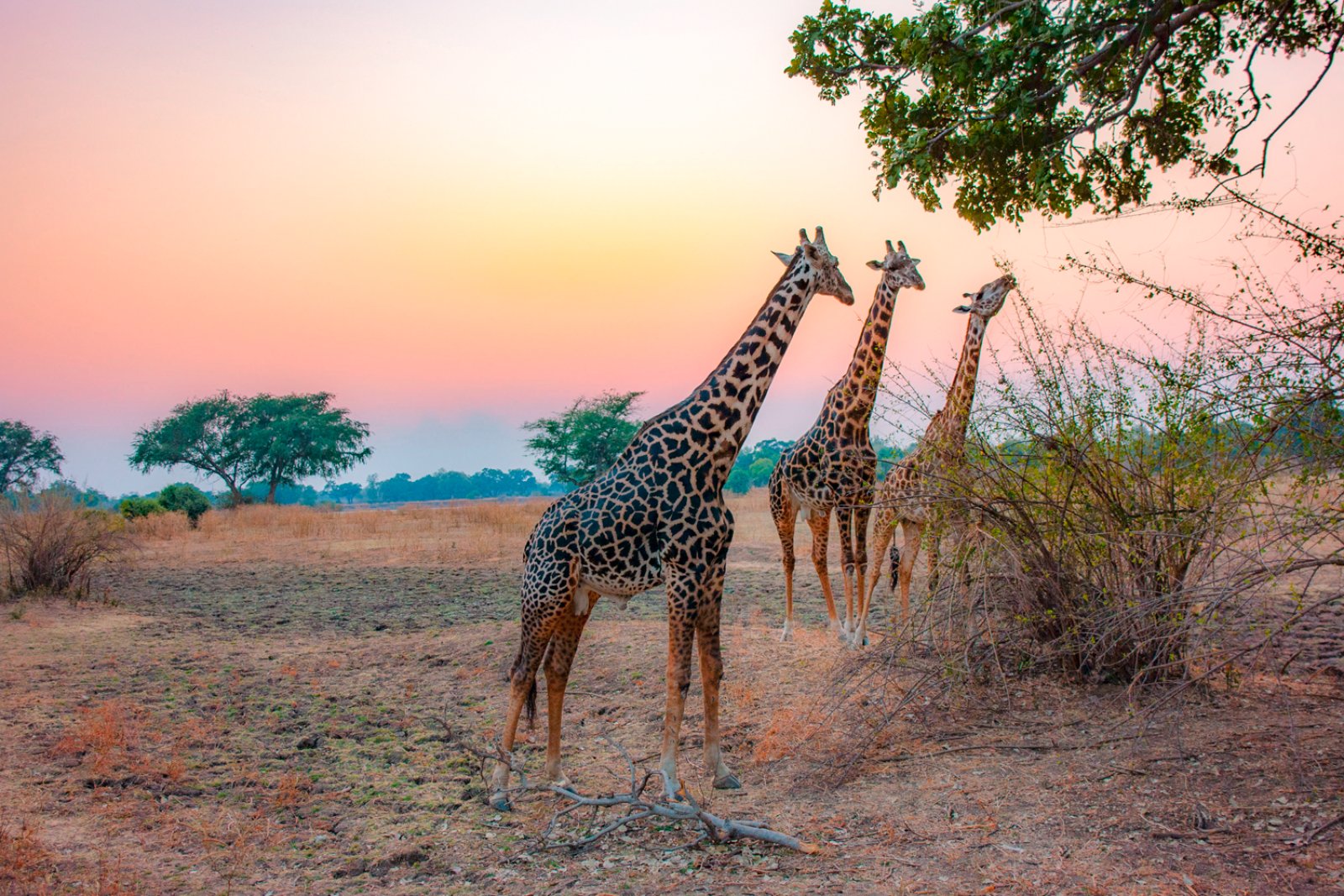 Safari Bravo Esplora Taita Hills E Tsavo Est - Giraffe - Kenya