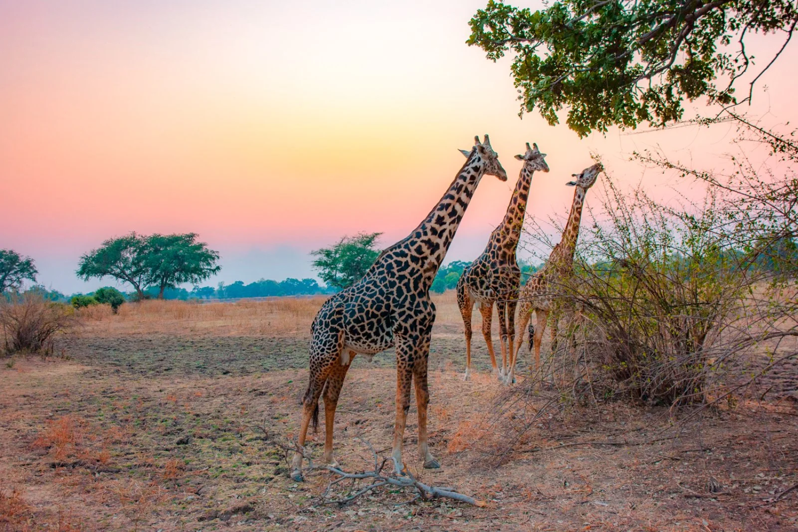 Tour Taita Hills & Tsavo Est - Giraffe - Kenya