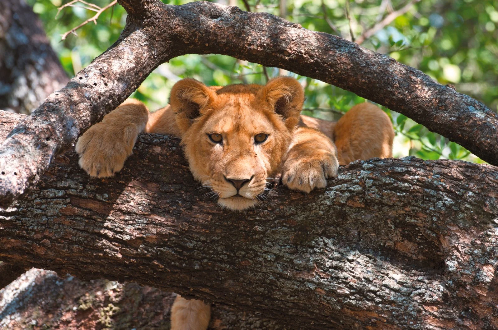 Safari Parchi Della Tanzania 