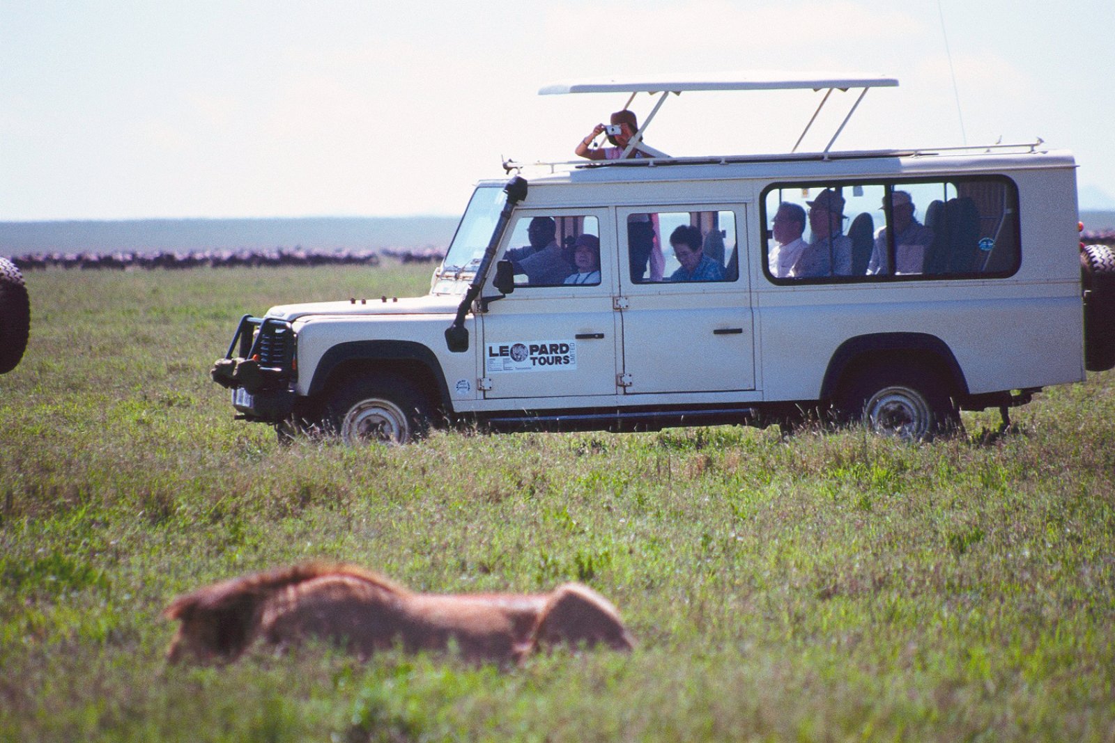 Safari Parchi Della Tanzania - Leoni