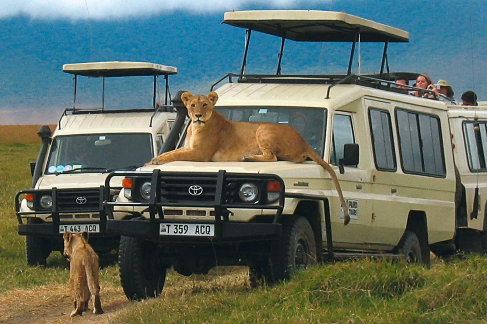 Safari Parchi Della Tanzania - Leoni