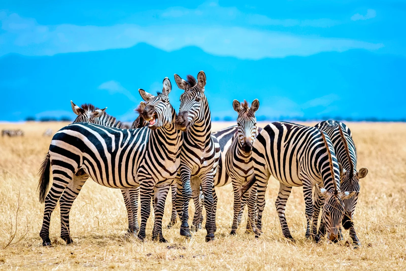 SERENGETI/KARATU (215 km)