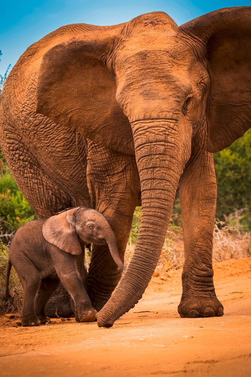 KARATU/ARUSHA/ZANZIBAR (165 km)