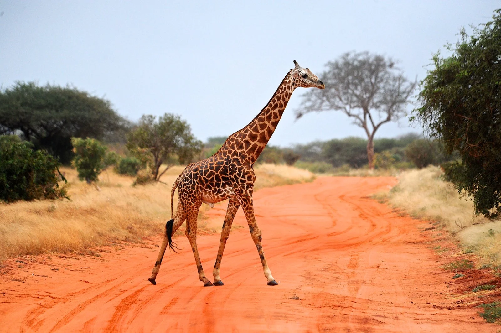 PARCO NAZIONALE DEL TARANGIRE/PARCO NAZIONALE DEL LAGO MANYARA/KARATU (115 km)