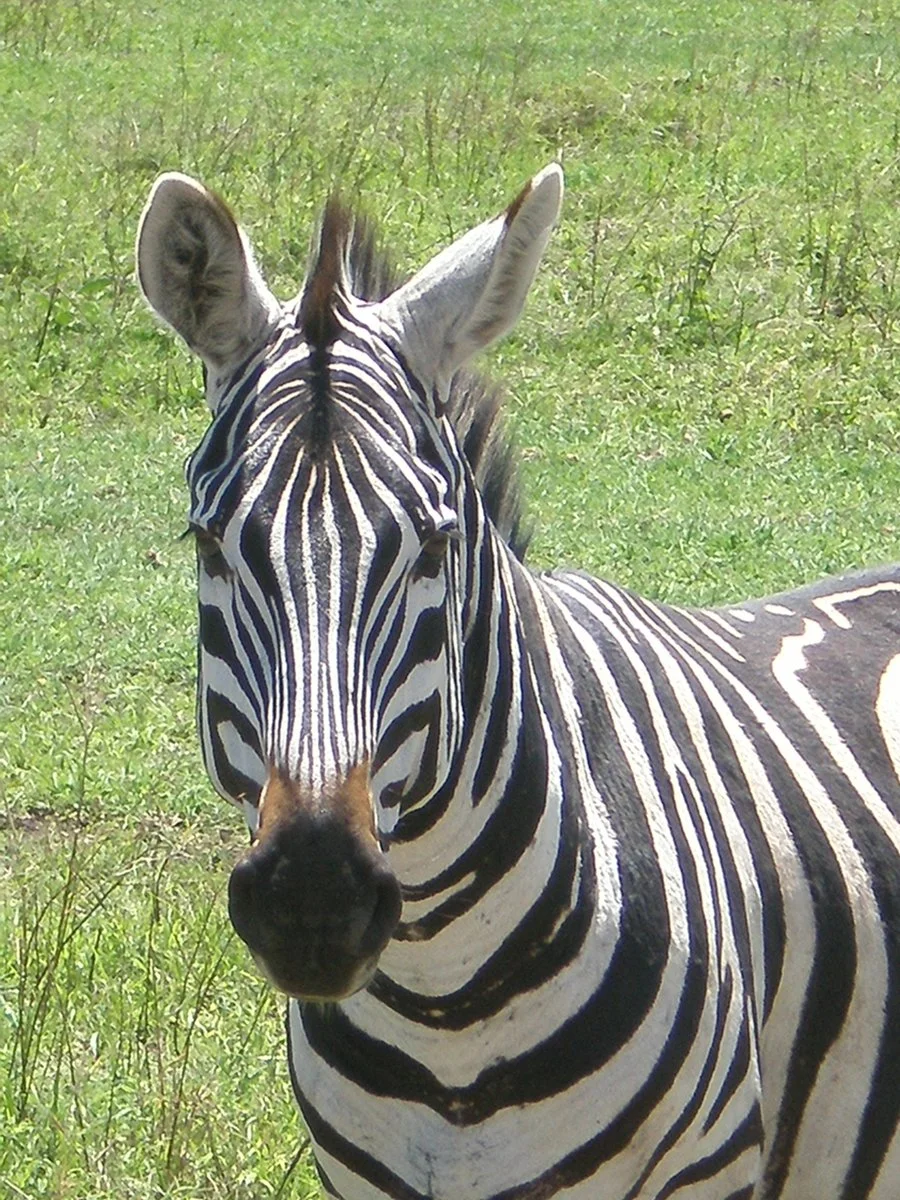 Safari Tanzania Emotion 