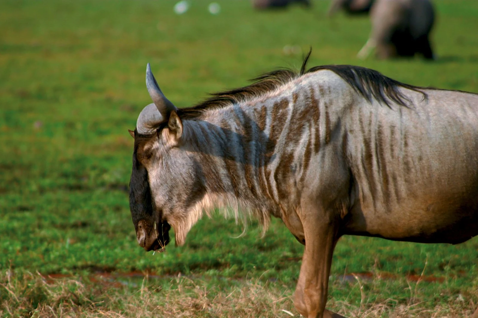 Safari Intour Explore Gran Tanzania - Gnu