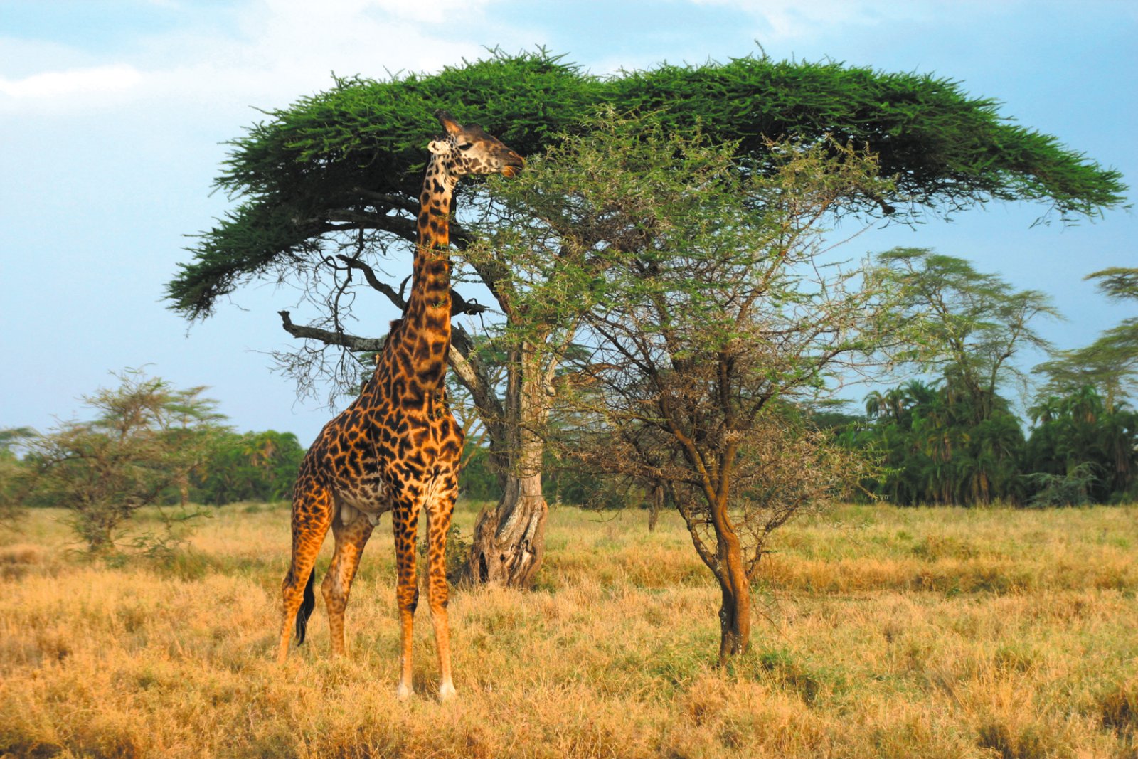 Safari Intour Explore Gran Tanzania - Tarangire National Park