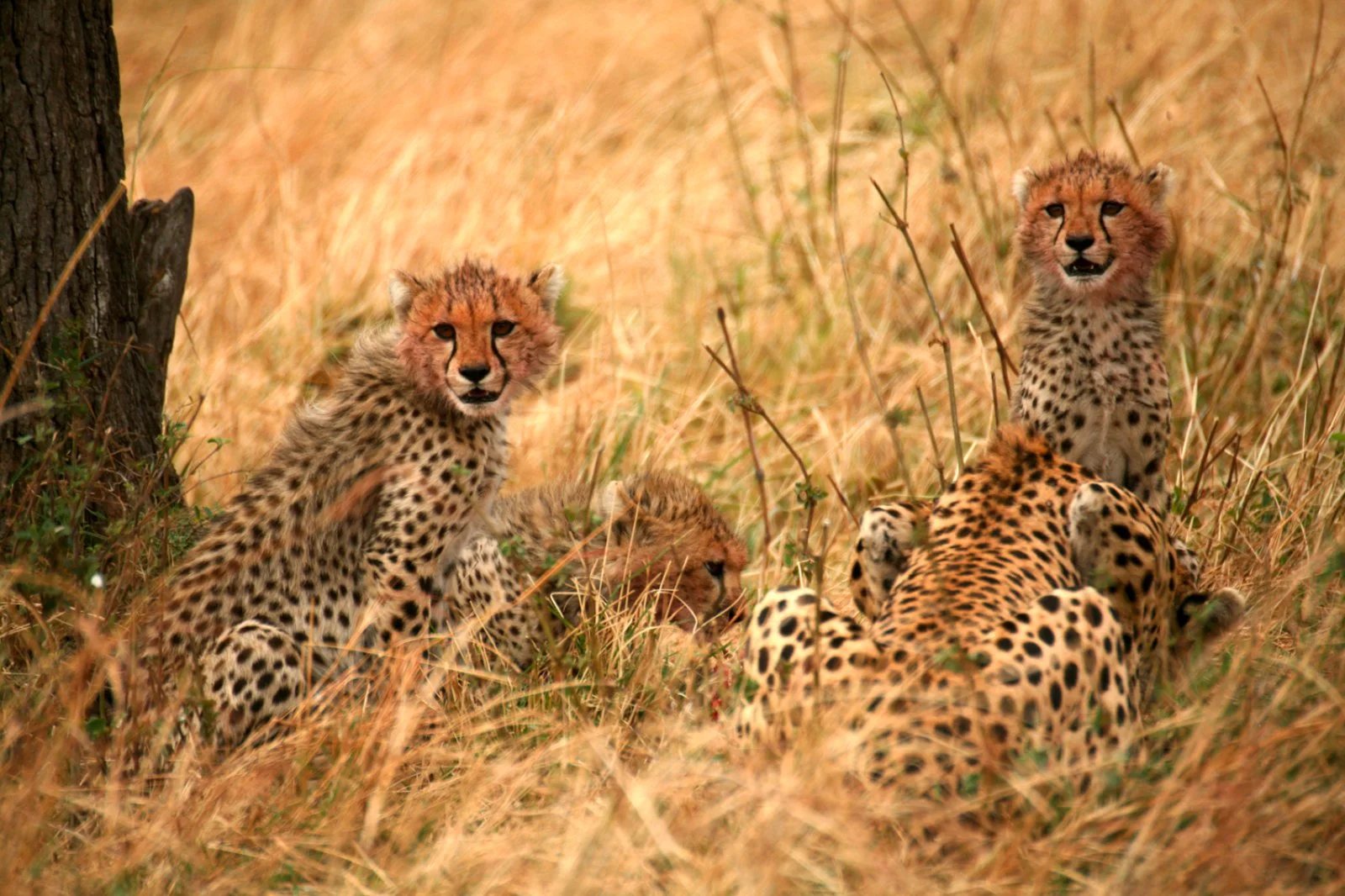 Safari Intour Explore Gran Tanzania - Serengeti National Park