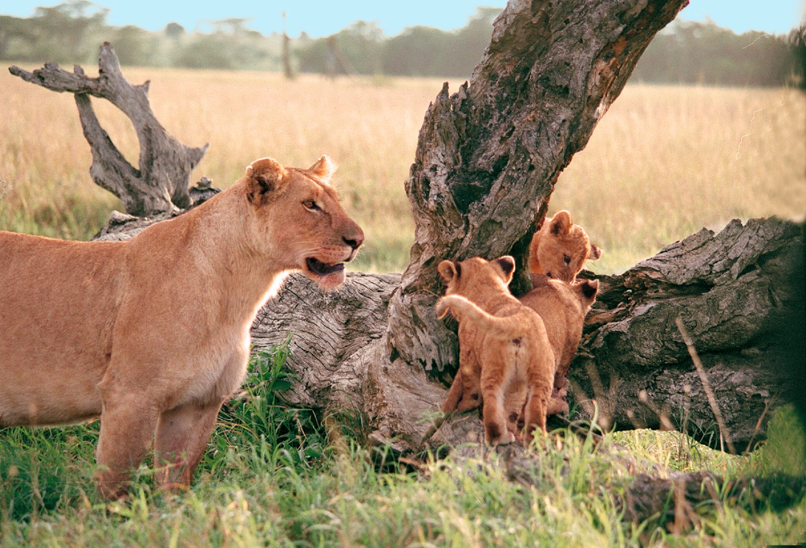 Safari Intour Explore Gran Tanzania - Leoni