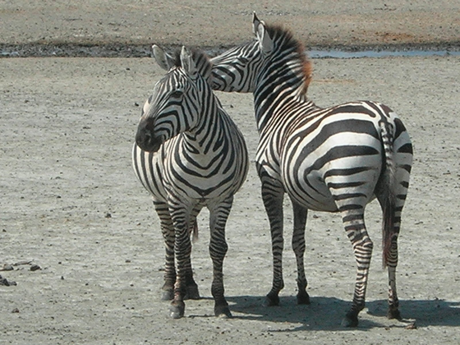 Safari Intour Parchi Del Nord 