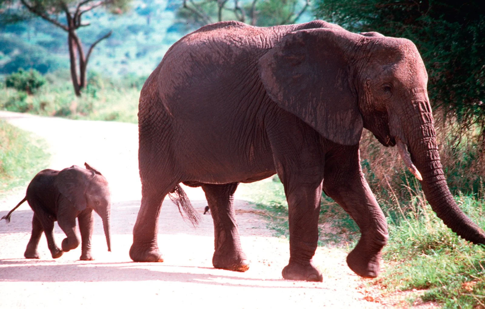 Safari Intour Tanzania Horizons - Elefanti