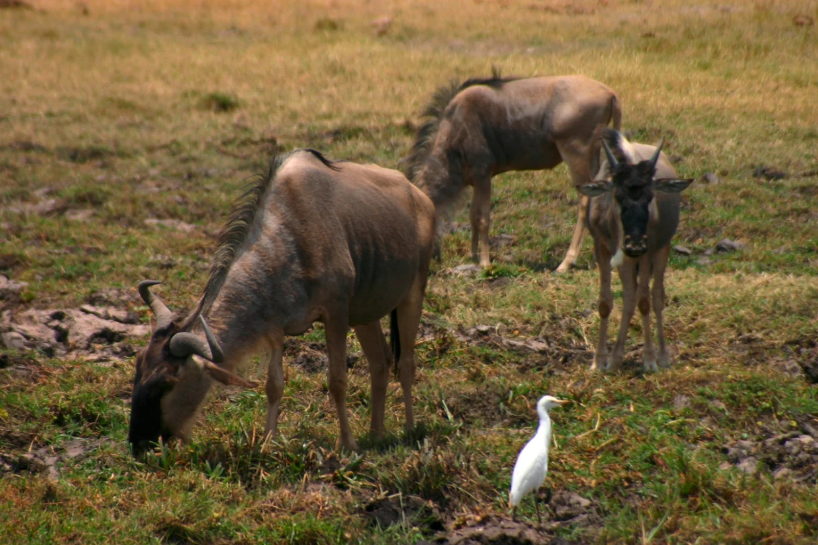 Safari Intour Tanzania Horizons - Gnu