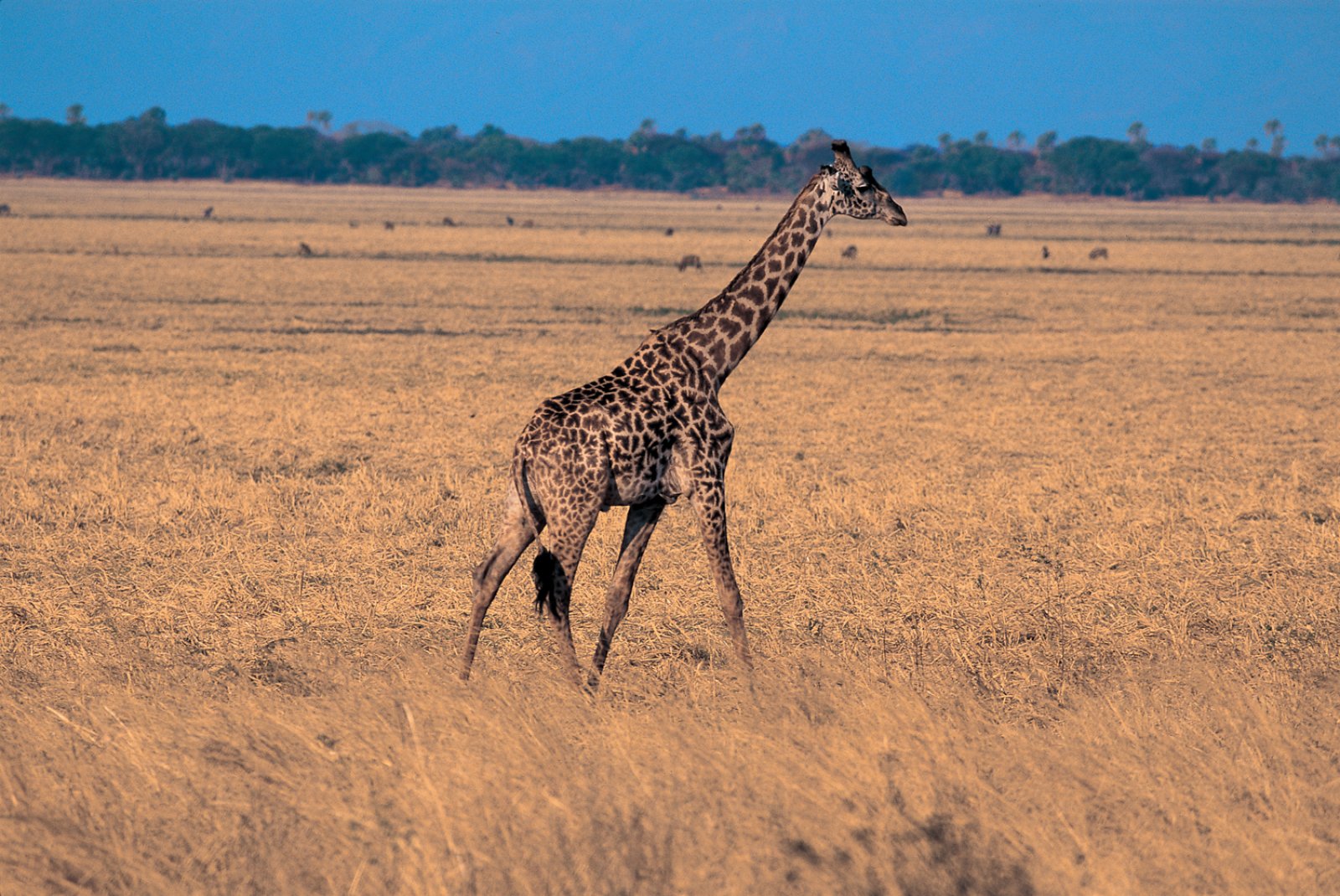 Safari Intour Tanzania E Mare 