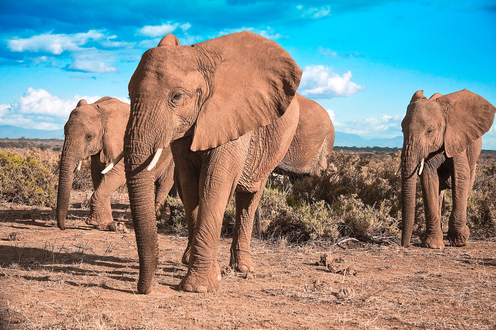 Safari Intour Tsavo Est E Taita Hills 