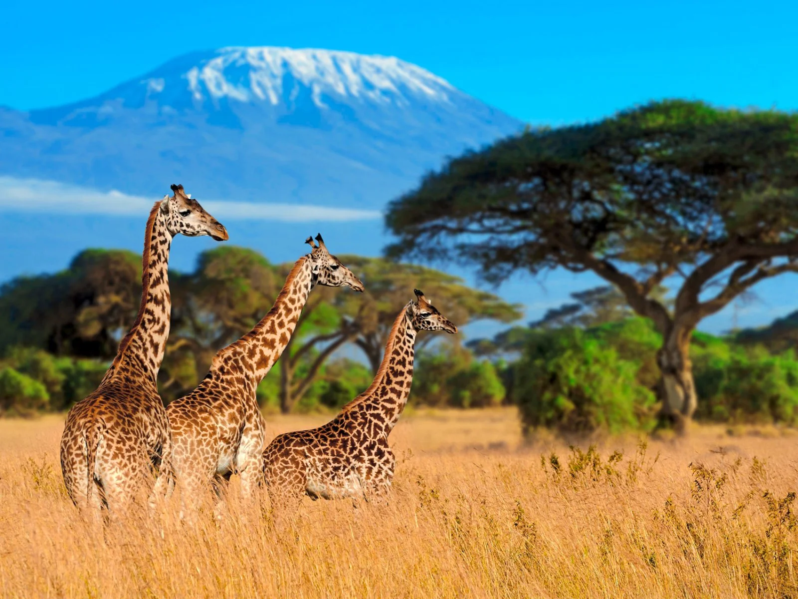 Safari Intour Amboseli Special E Tsavo Ovest - Amboseli National Park