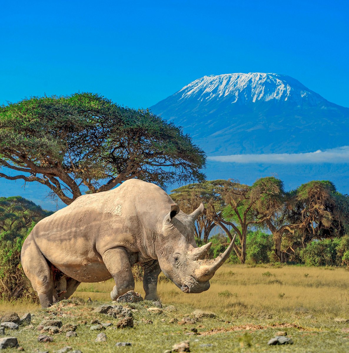 Safari Intour Amboseli Special E Tsavo Ovest 