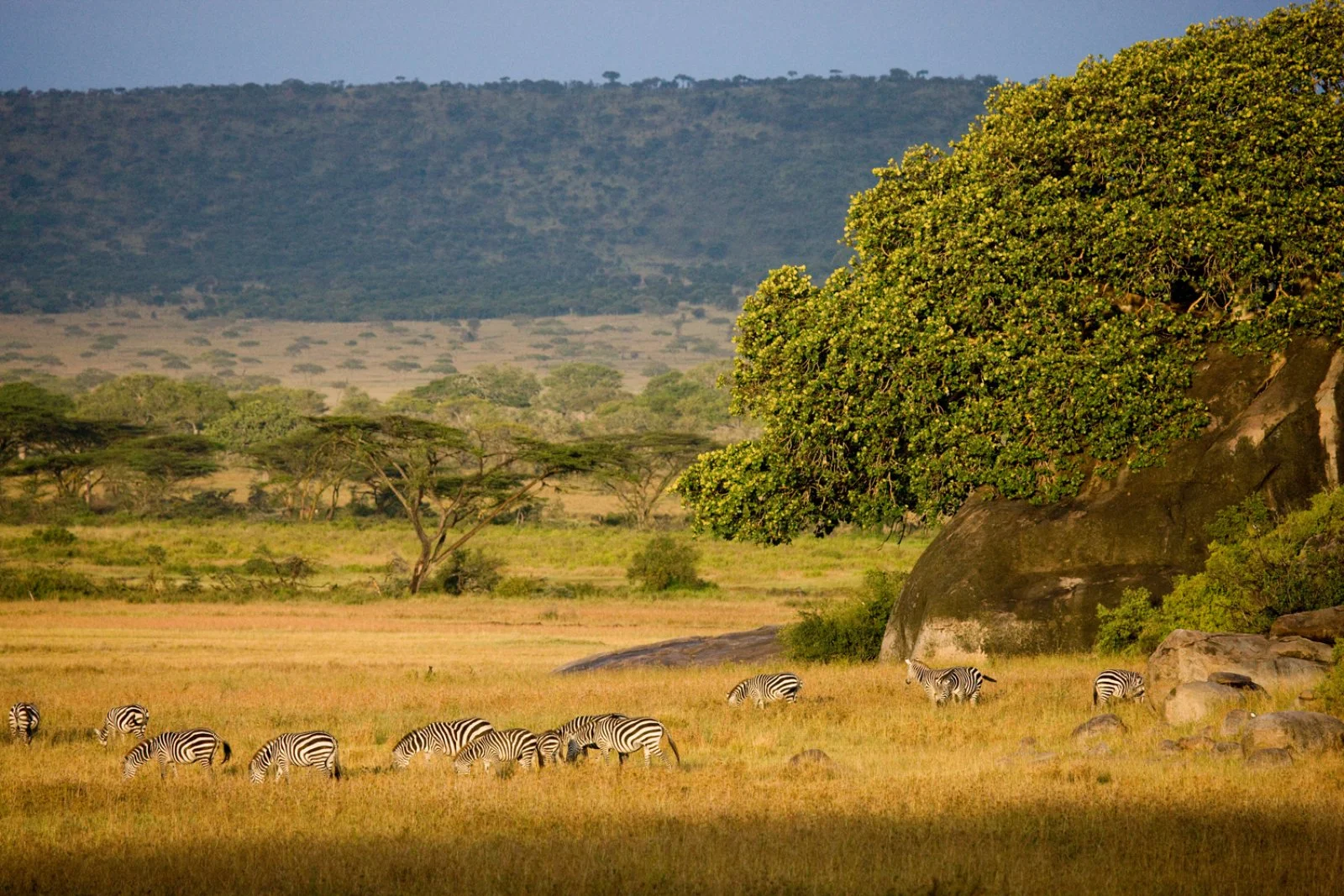 Safari Intour Masai Mara In Volo 