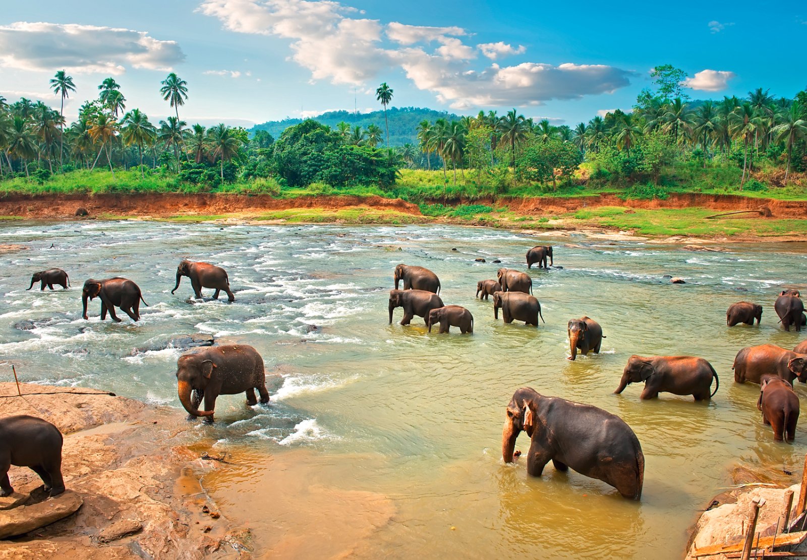 Kandy E Pinnawela 