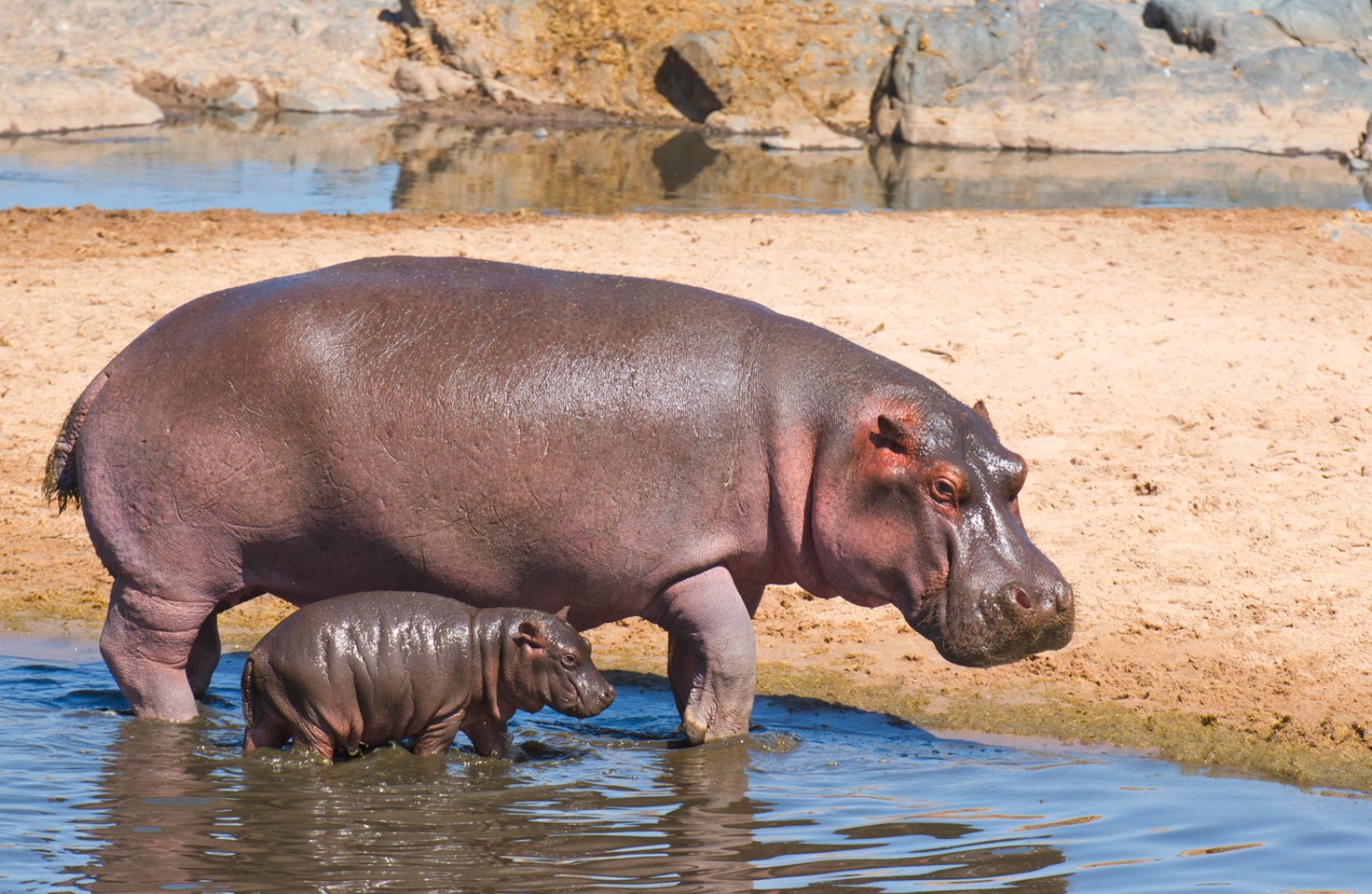 Tanzania Escape Revised - Serengeti National Park