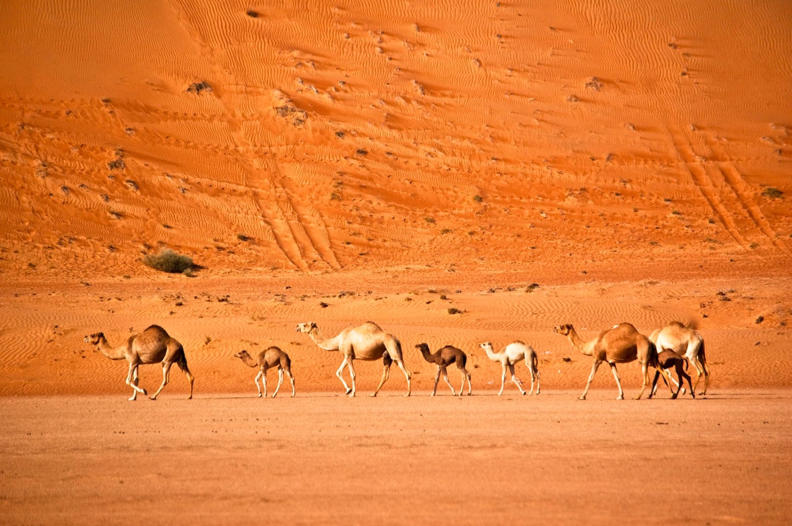 Bravo Esplora Oman Tra Storia E Spiagge 