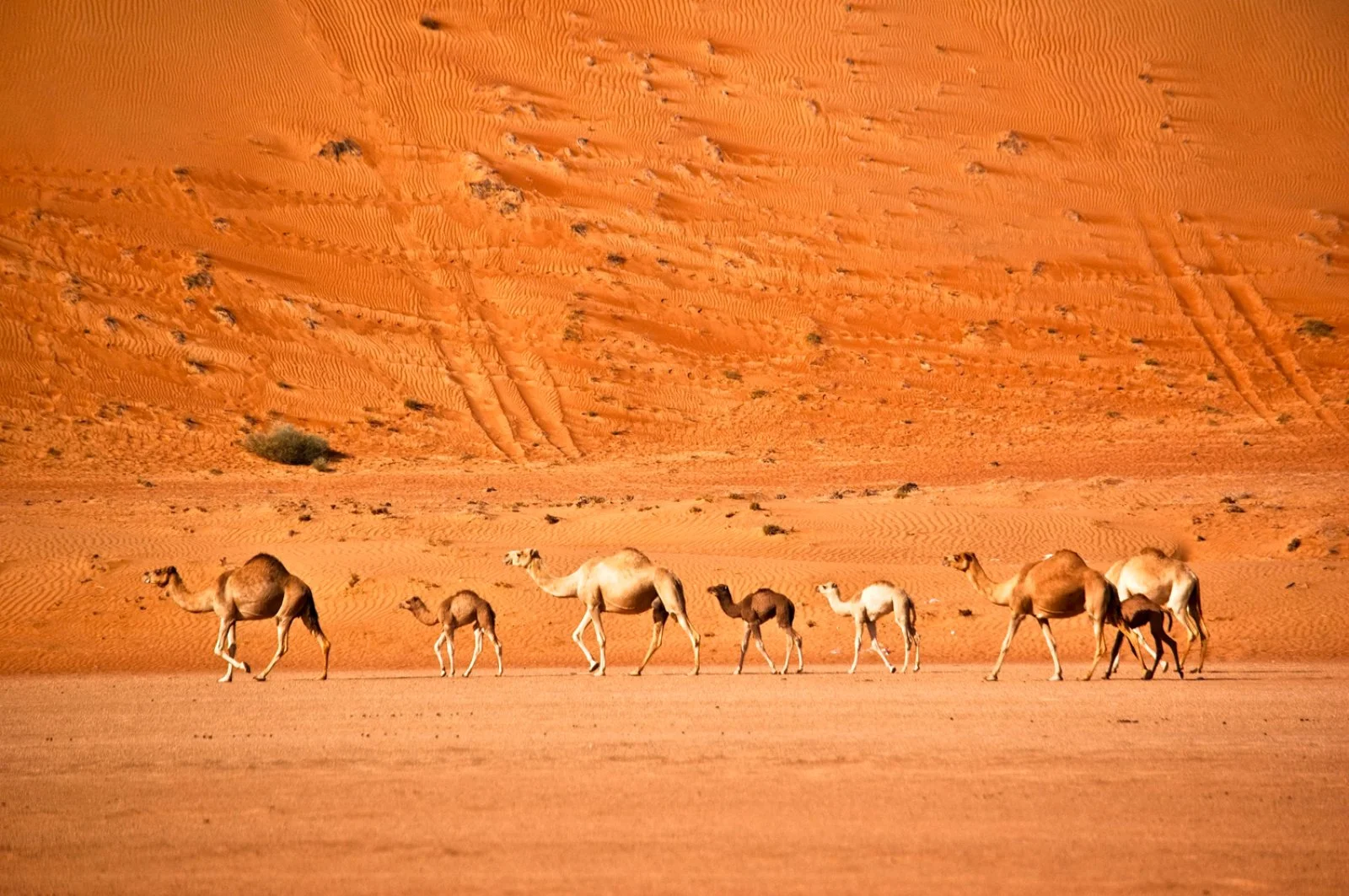 Bravo Esplora Oman Tra Storia E Spiagge 