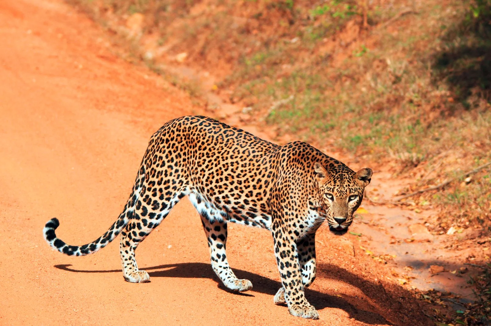 Magic Sri Lanka Reverse - Yala National Park