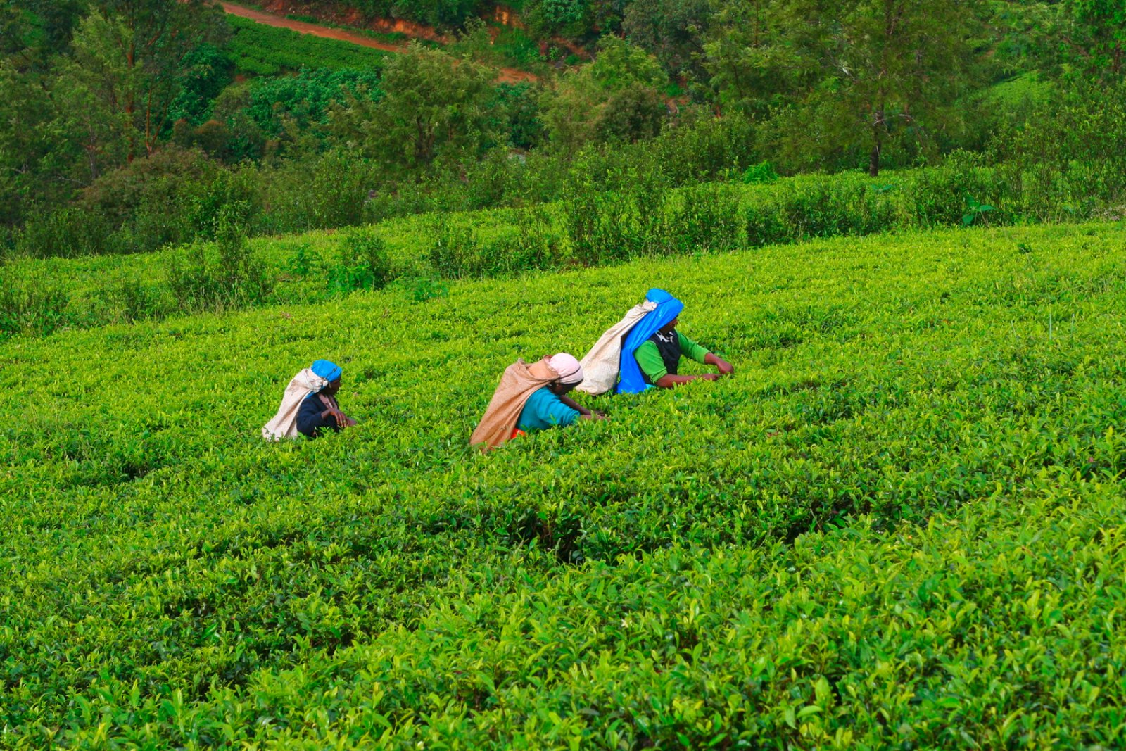 Magic Sri Lanka Reverse - Nuwara Eliya, Piantagione Di Tè