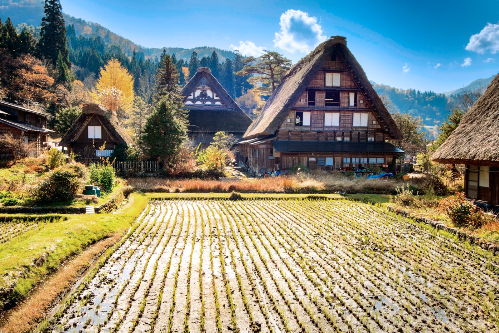 Magic Fiori Di Loto Bis - Ogimachi-Shirakawa