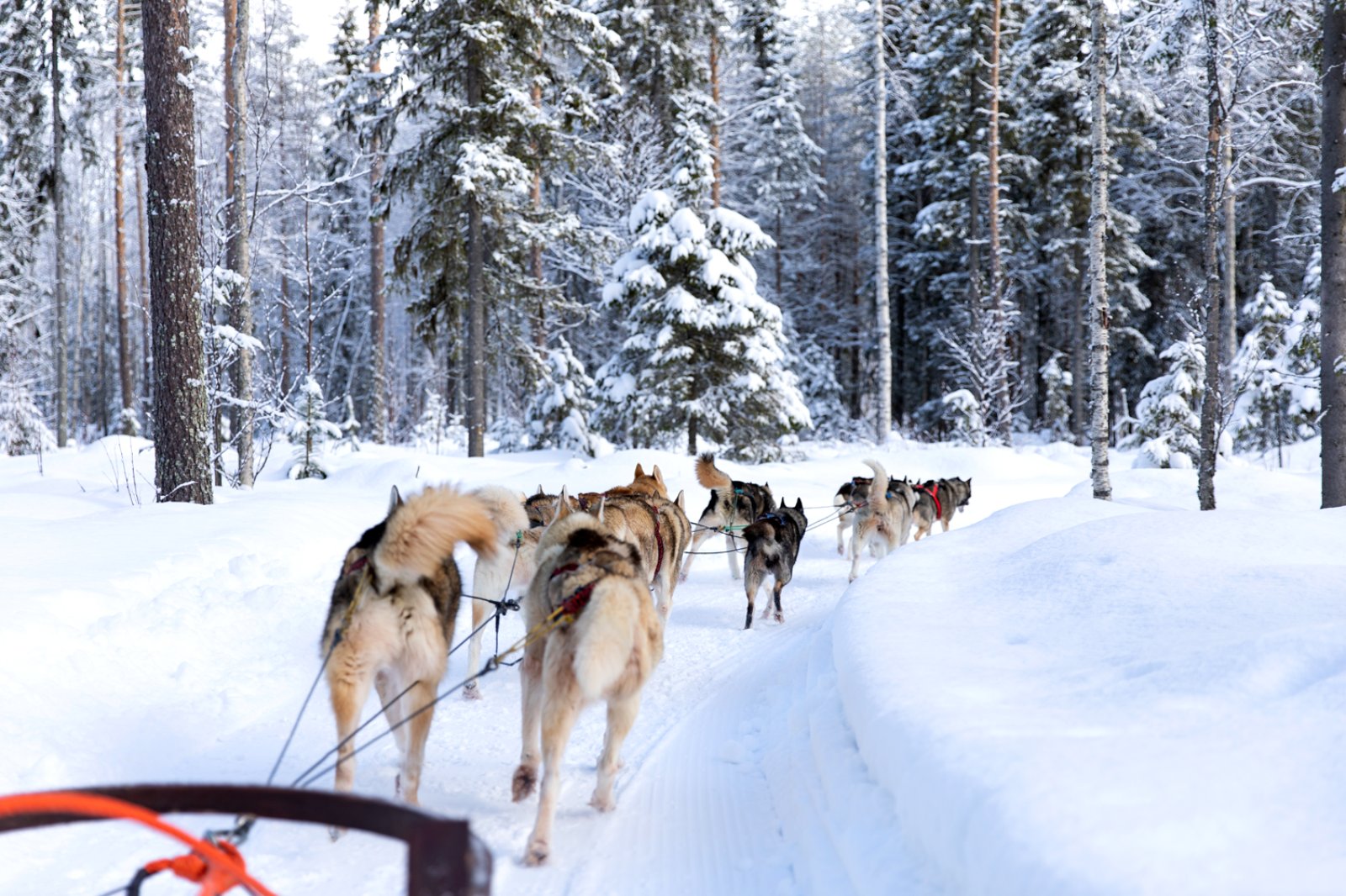 Tromso E La Natura Artica 