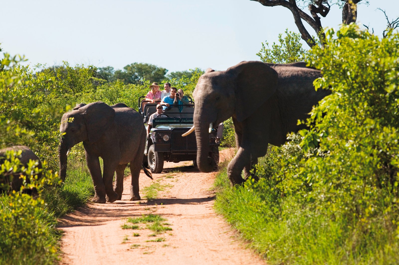 Voyager Wild - Kruger