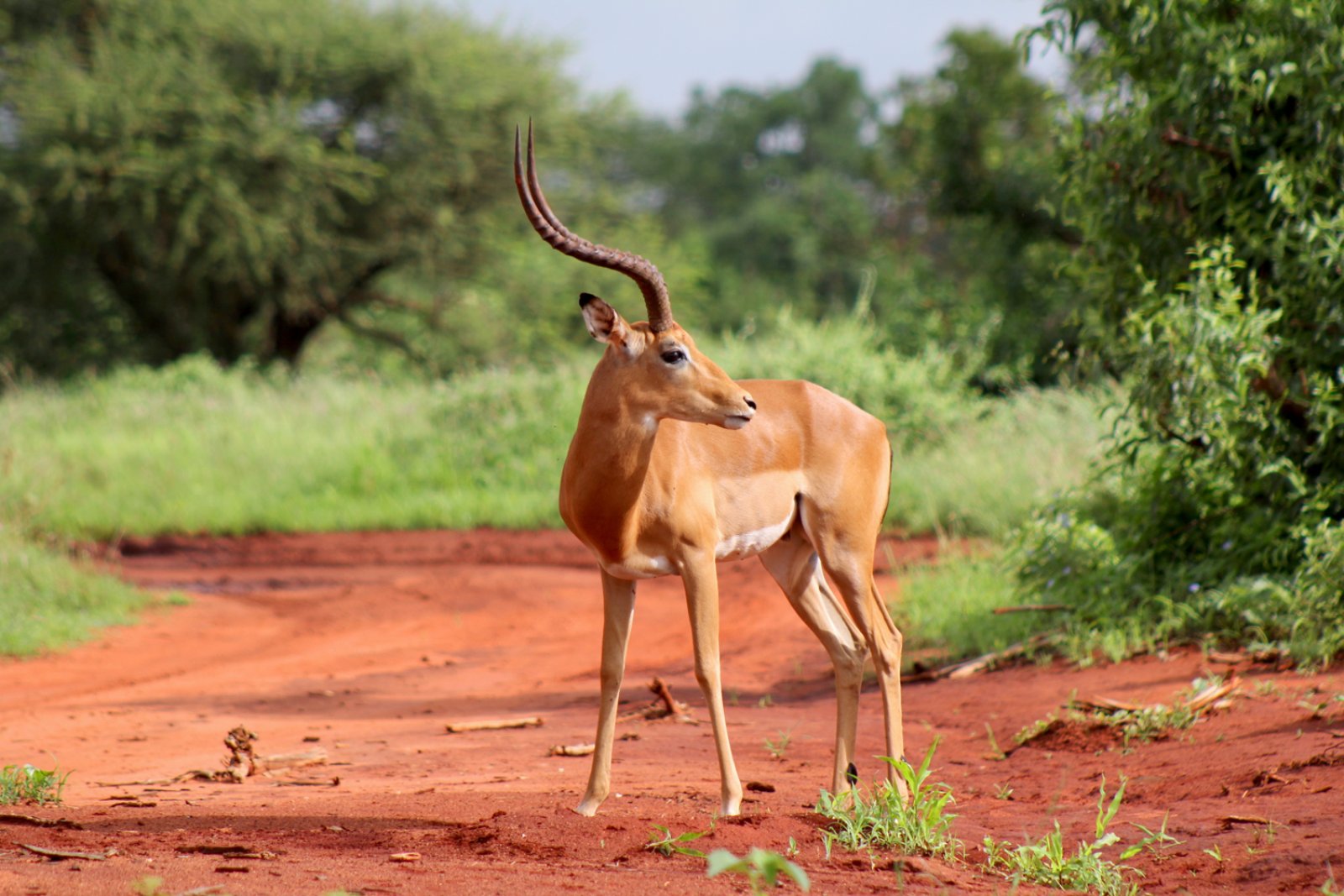 Safari Bravo Esplora Wildlife 