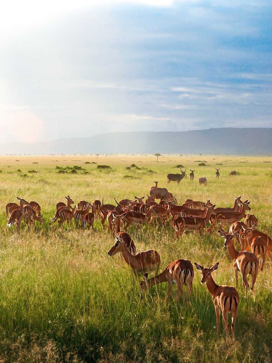 Masai Mara In Volo - Simba Lodge Da Nairobi 