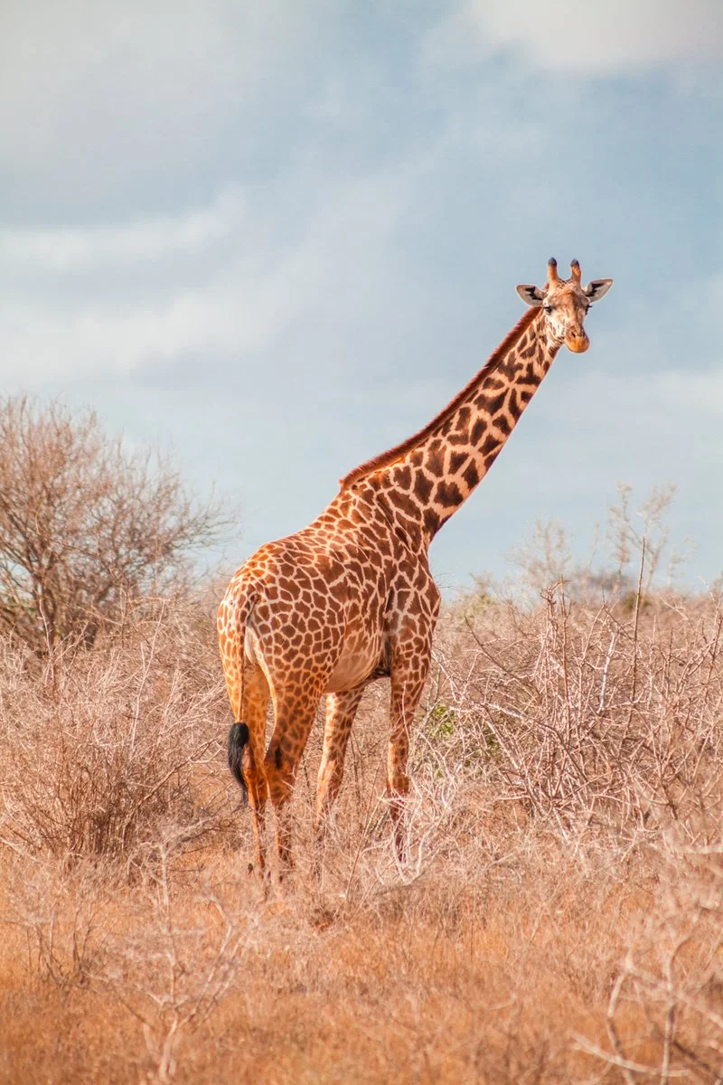 Parco Tsavo Ovest